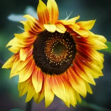 Box of 10 Billionaire Juice Platinum Edition 50ml Shortfill E-liquid